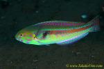 Wrasse 01tc Orange-lined, Halichoeres hartzfeldii 0013 copy