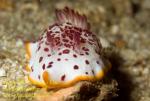 Chromodoris sp Nudi 13t 3281