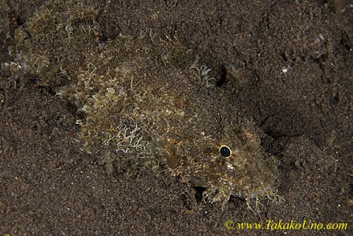 Scorpion Fish 01t 0181