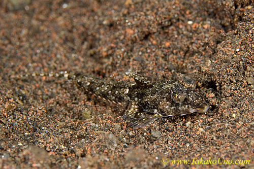 Dragonet 01tc Short-snout Sand, R schaapii 0169