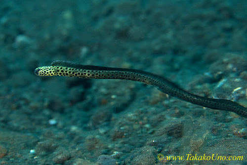 Garden Eel 02tc Taylor 0074 copy