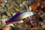 Goby 35tc Purple Fire 0003 copy