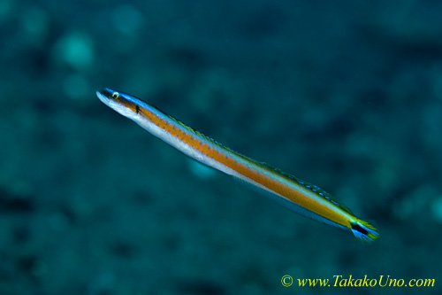 Goby 12tc Worm 0133