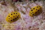 Phyllidia polkadotsa Nudi 22tc 3437