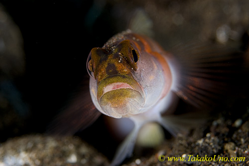 Goby 06t Amblyeleotris yanoi 0056 copy