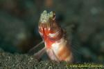 Goby 15tc Broad-banded Shrimp, A periophthalma 0183 copy