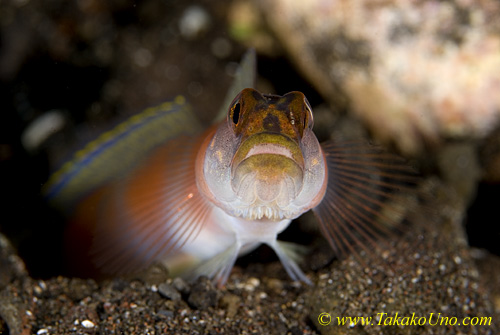 Goby 07t Amblyeleotris yanoi 0059 copy