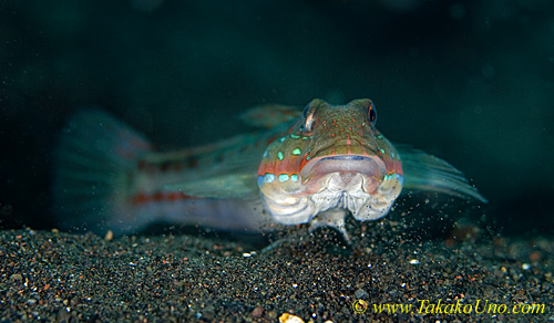 Goby 21tc Sleeper, Orange-spotted 0262 copy