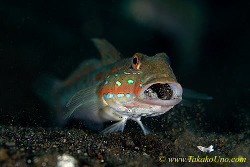 Goby 23tc Sleeper, Orange-spotted 0282