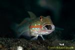 Goby 23tc Sleeper, Orange-spotted 0282