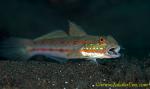 Goby 20tc Sleeper, Orange-spotted 0261