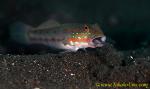 Goby 19tc Sleeper, Orange-spotted 0257