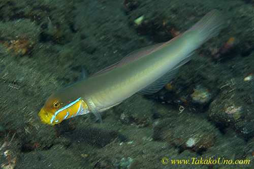 Goby 10tc Sleeper, Golden-head, Valenciennea strigata 0078