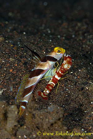 Goby 30tc shrimp cleans fish 0128 copy