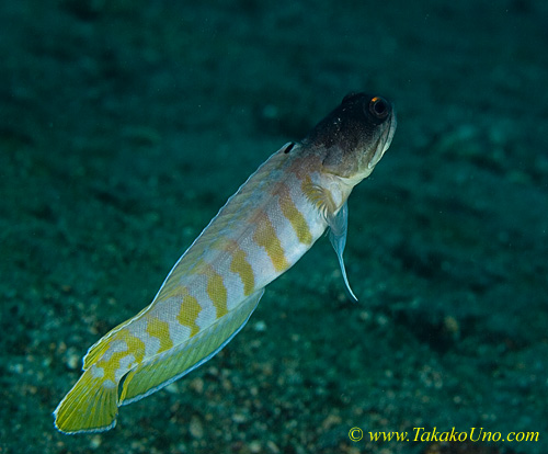 Jawfish 02tc Gold-spec 0027 emerges from home feeding