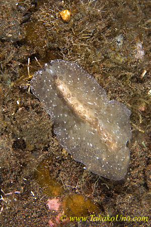 Flatworm 03tc 0158 copy