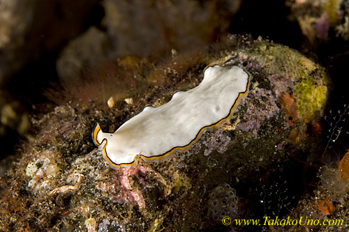 Flatworm 01tc 0085 copy