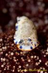 Nudi 59tc 0058 Dermatobranchus sp