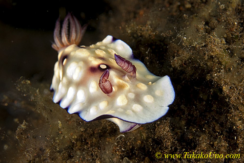 Nudi 29tc 0216 Chromodoris hintuanensus