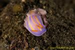 Nudi 01tc Pectenodoris trilineata 0042 10mm, laying eggs