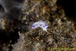 Nudi 08tc Hypselodoris sagamiensis 0121 3mm baby