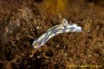 Nudi 21tc Hypselodoris nigrostriata 0073 12mm