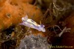 Nudi 09tc Hyselodoris zephyra 0138 8mm