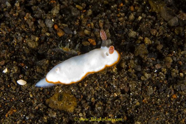 Nudi 011tc 0069 Chromodoris verrieri