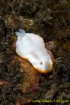 Nudi 10tc 10mm 0069 Chromodoris albonares, this has white-colored rhinophores, unlike next species (which has reddish orange one