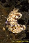 Nudi 13tc Ribescia tryoni pair 0184 copy