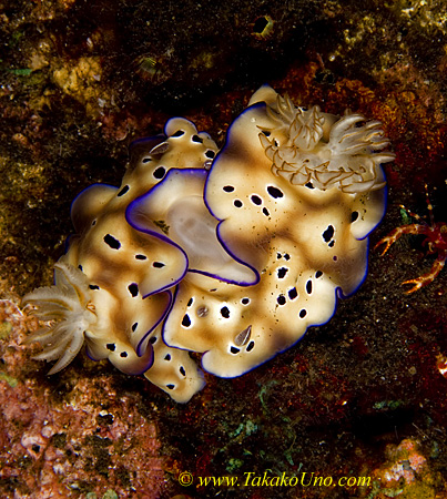 Nudi 13tc1 mating, R tryoni 0177