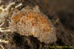 Nudi 24tc fried egg 0106 Hopolodris estrelyado