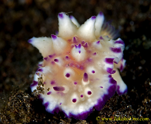 Nudi 37tc 0235 Mexichromis unsure