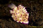 Nudi 22tc 0078 Mexichromis unsure