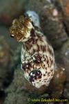 Nudi 32tc 0185 Jorunna rubescens