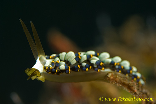 Nudi 18tc Trinchesia yamasui 0049