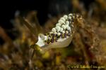 Nudi 19tc Trichesia yamasui 0052