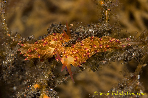 Nudi 43tc pair 0100 Favorinus sp