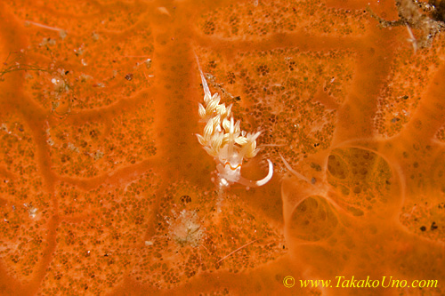 Nudi 52tc 0152 4mm, possibly juv of a Flabellina or Phidiana