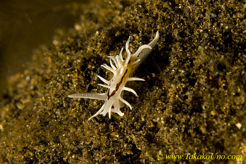 Nudi 04tc Okenia brunneomaculata, Very RARE 0068