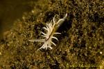 Nudi 04tc Okenia brunneomaculata, Very RARE 0068