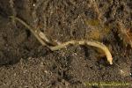 Pipefish 02tc Red-haired, Halicampus dunkeri 0182