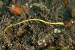 Pipefish 03tc Red-haired, Halicampus dunderi 0010