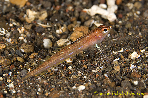 Signal Fish 01t RARE, female, Gen 1 sp 1 0018
