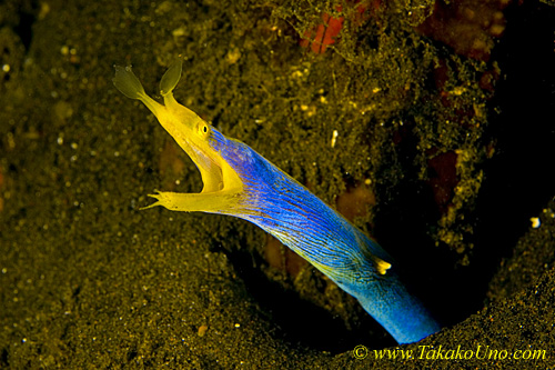 Ribbon Eel 01tc 0063 copy