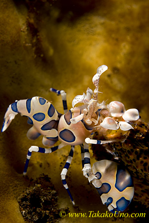 Shrimp 05t Harlequin feeding on star 0060 copy