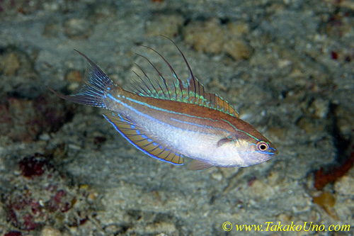 Flasher Wrasse 03tc 0062 Paracheilinus filamentosus