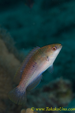 Flasher Wrasse 02tc female 0156 copy