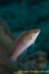 Flasher Wrasse 02tc female 0156 copy