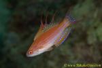 Flasher Wrasse 01tc 0155 Paracheilinus filamentosus